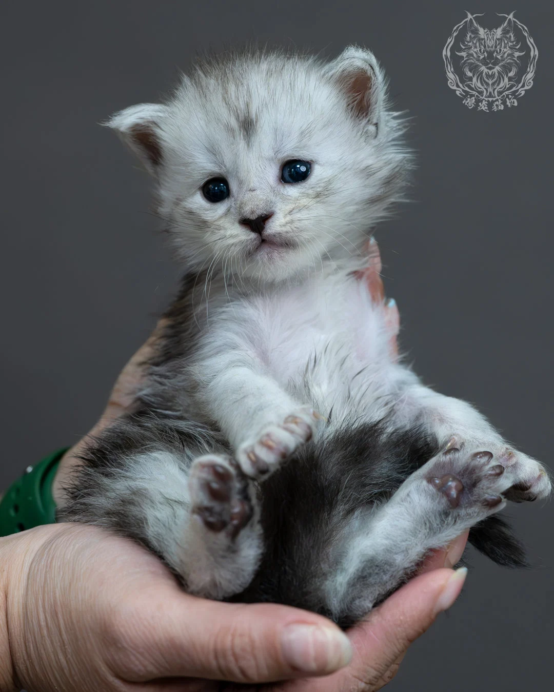 黑銀虎斑緬因貓 9