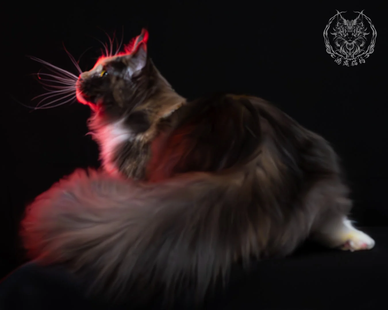 藍乳玳帽緬因貓 21