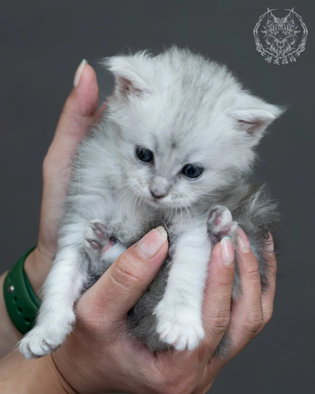 藍銀陰影緬因貓 11