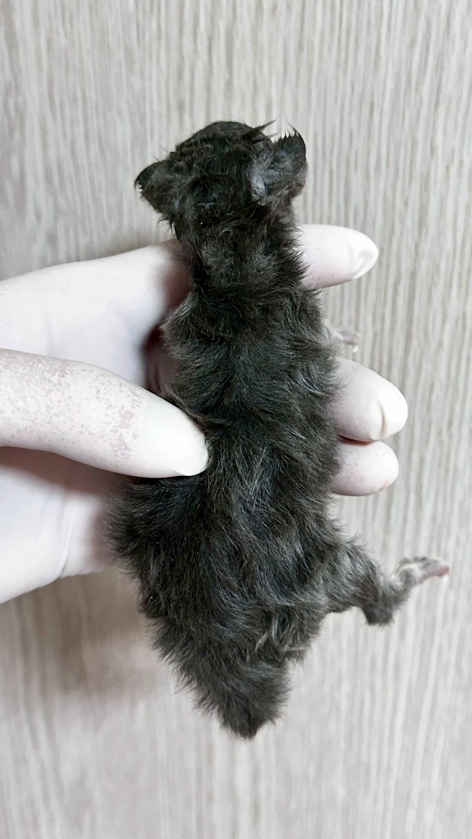 藍銀虎斑緬因貓