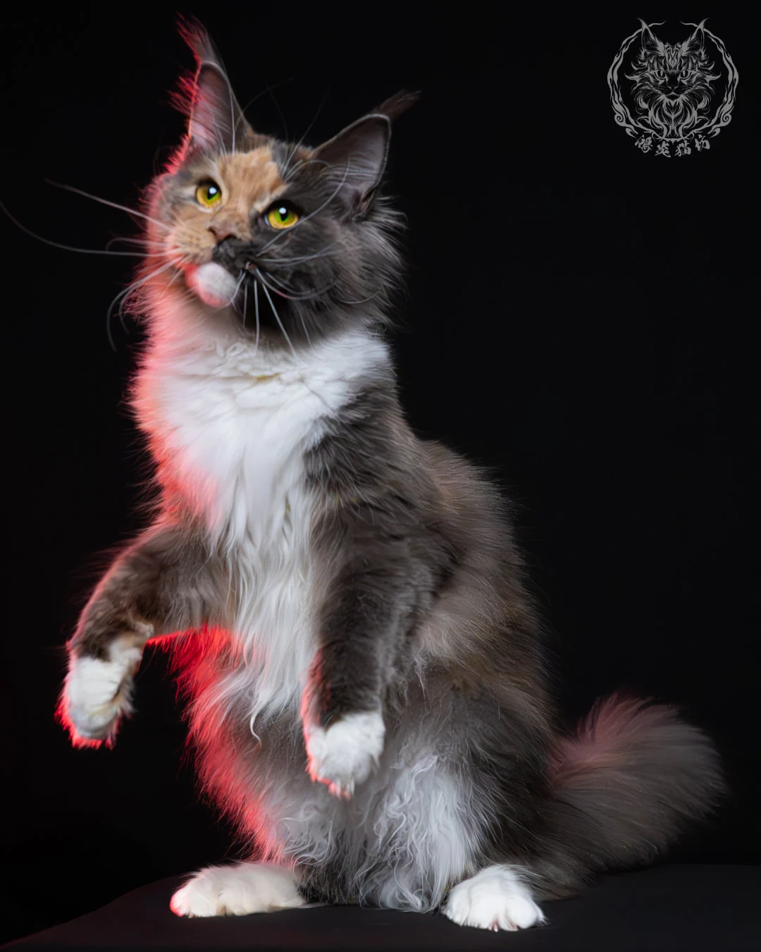 藍乳玳帽緬因貓 4