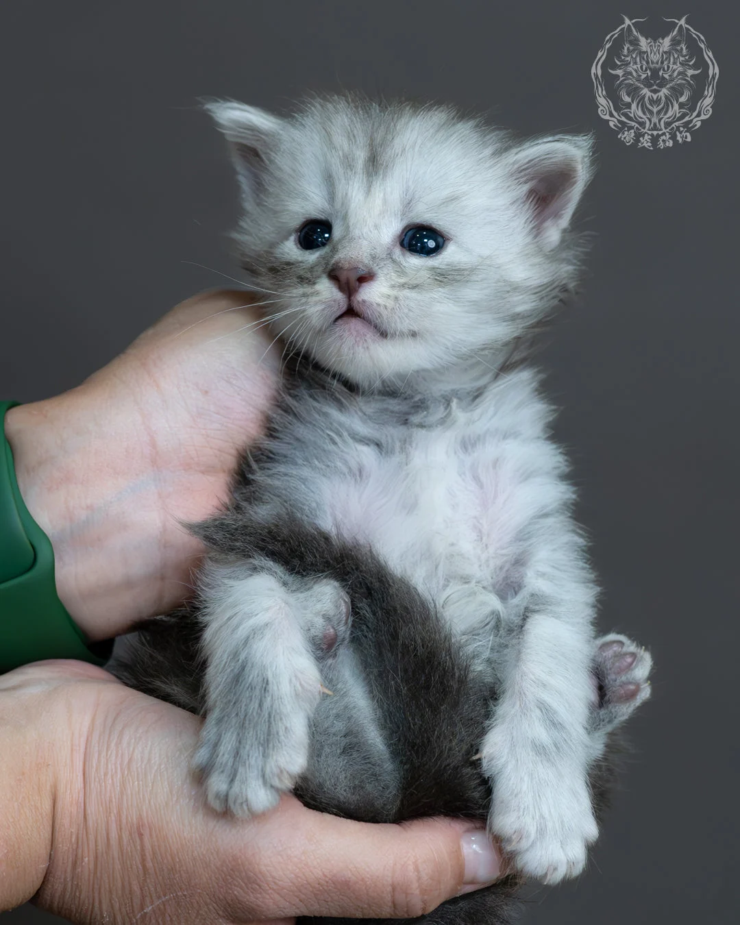 藍銀虎斑緬因貓 10