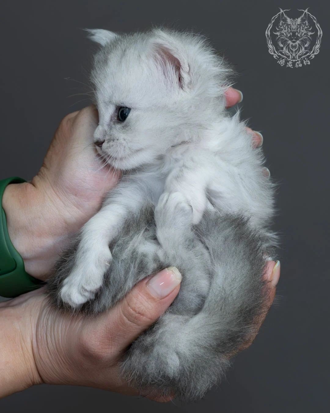 藍銀陰影緬因貓 10