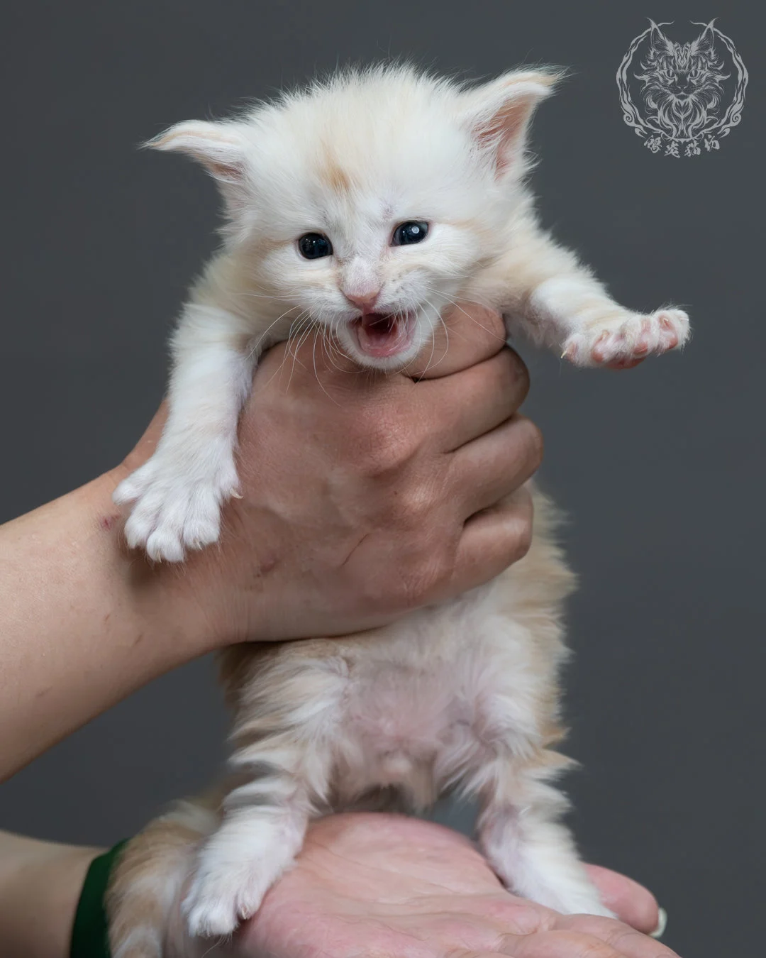 紅銀虎斑緬因貓 4