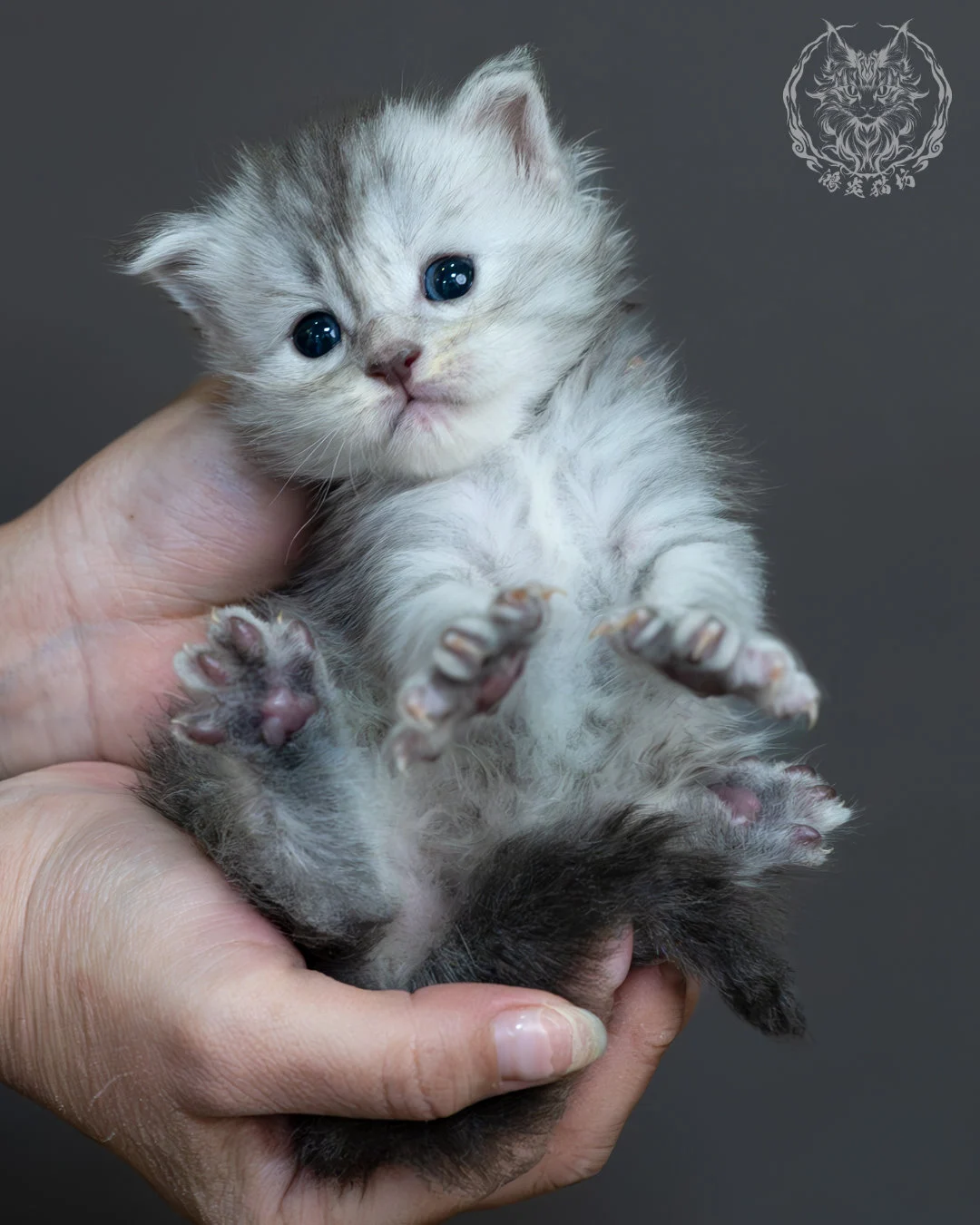 藍銀虎斑緬因貓 10