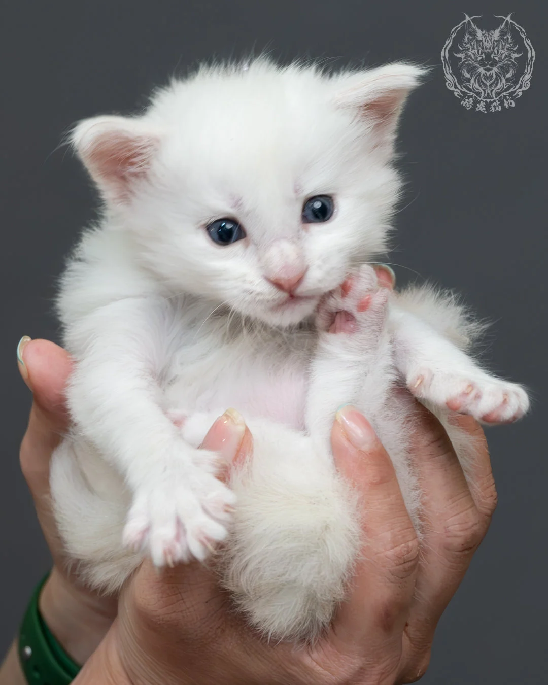 紅銀貝殼色緬因貓 13