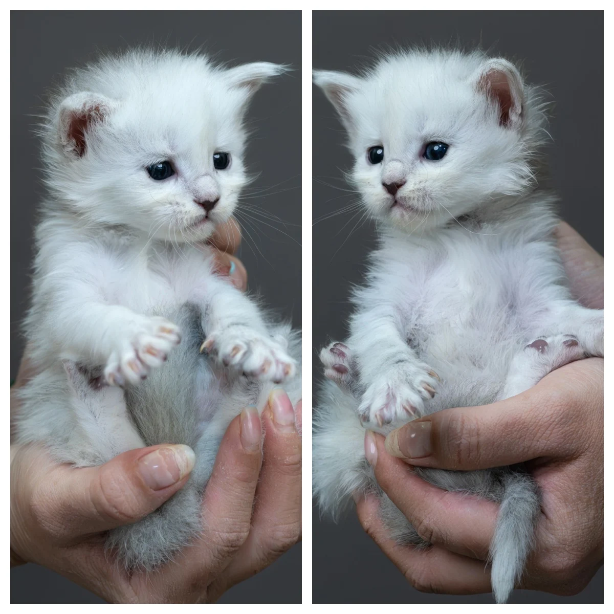 黑銀陰影緬因貓4周記錄