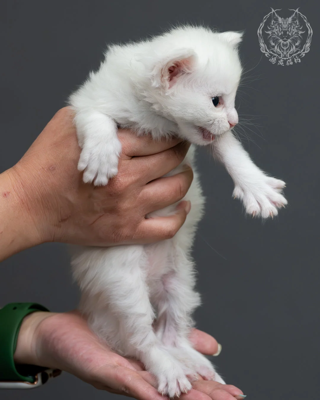 紅銀貝殼色緬因貓 2