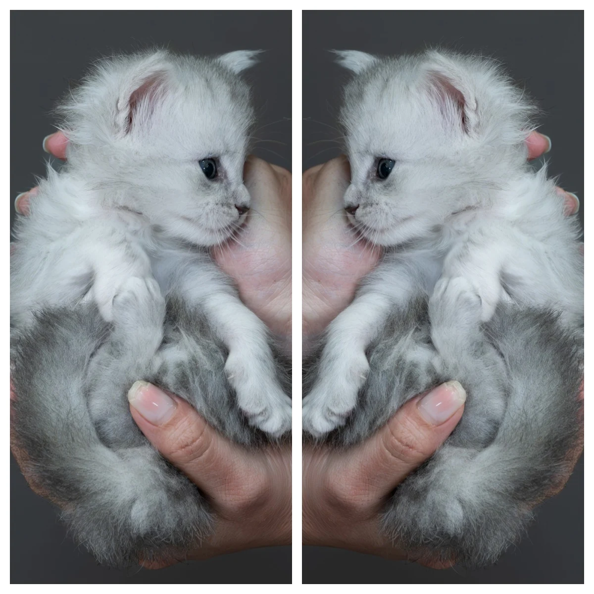 藍銀虎斑緬因貓4周記錄