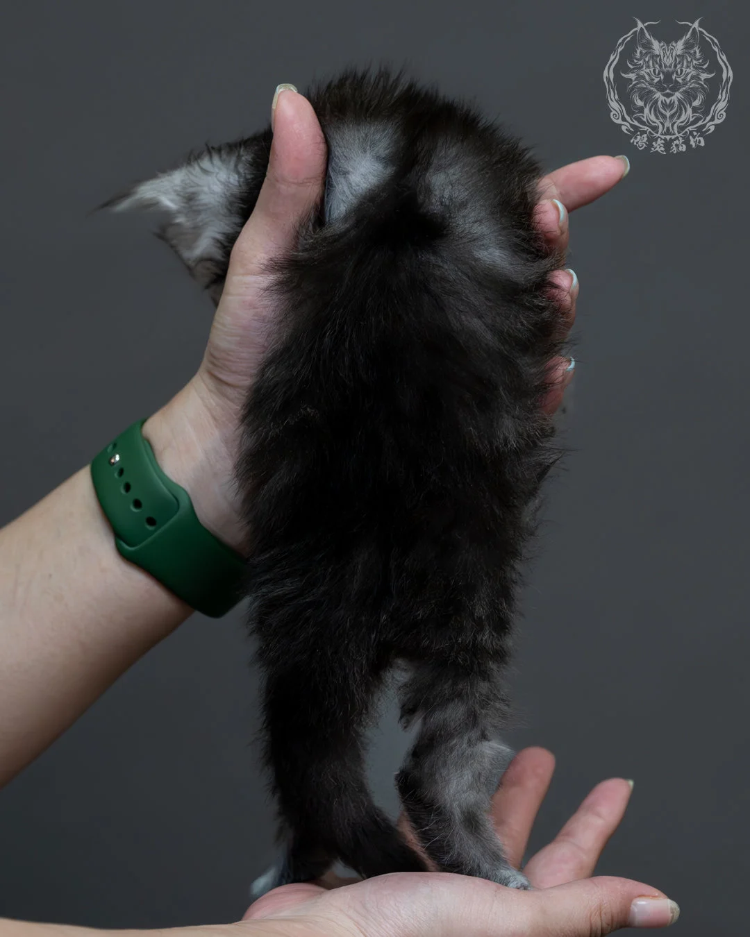 黑銀虎斑緬因貓 9