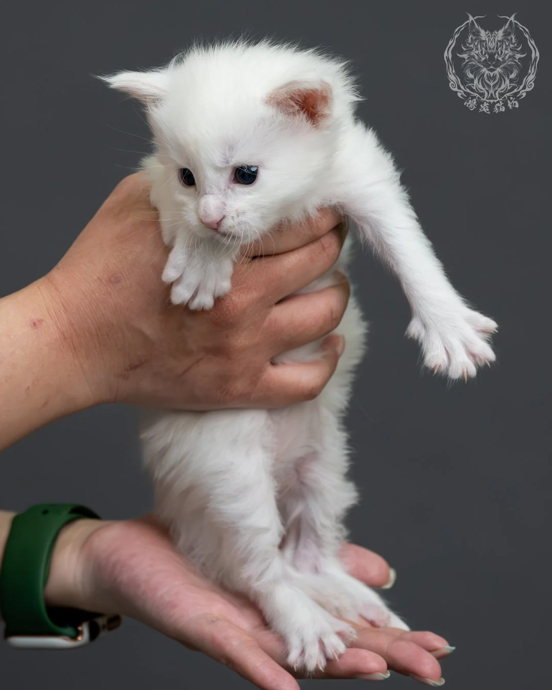 紅銀貝殼色緬因貓 1