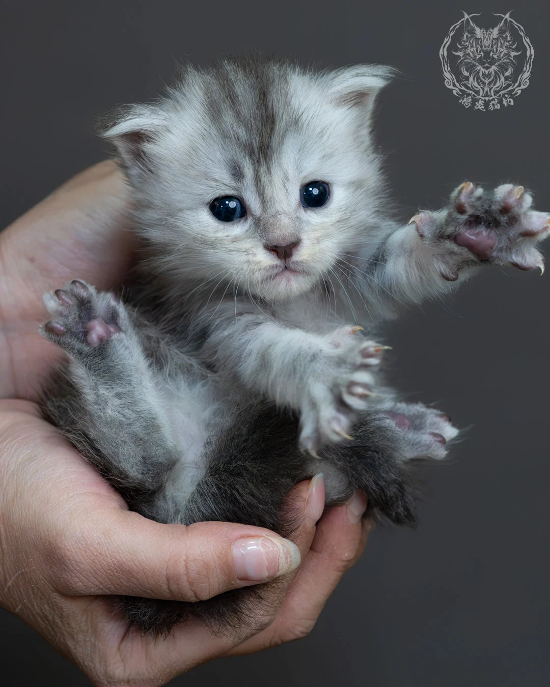 藍銀虎斑緬因貓 12