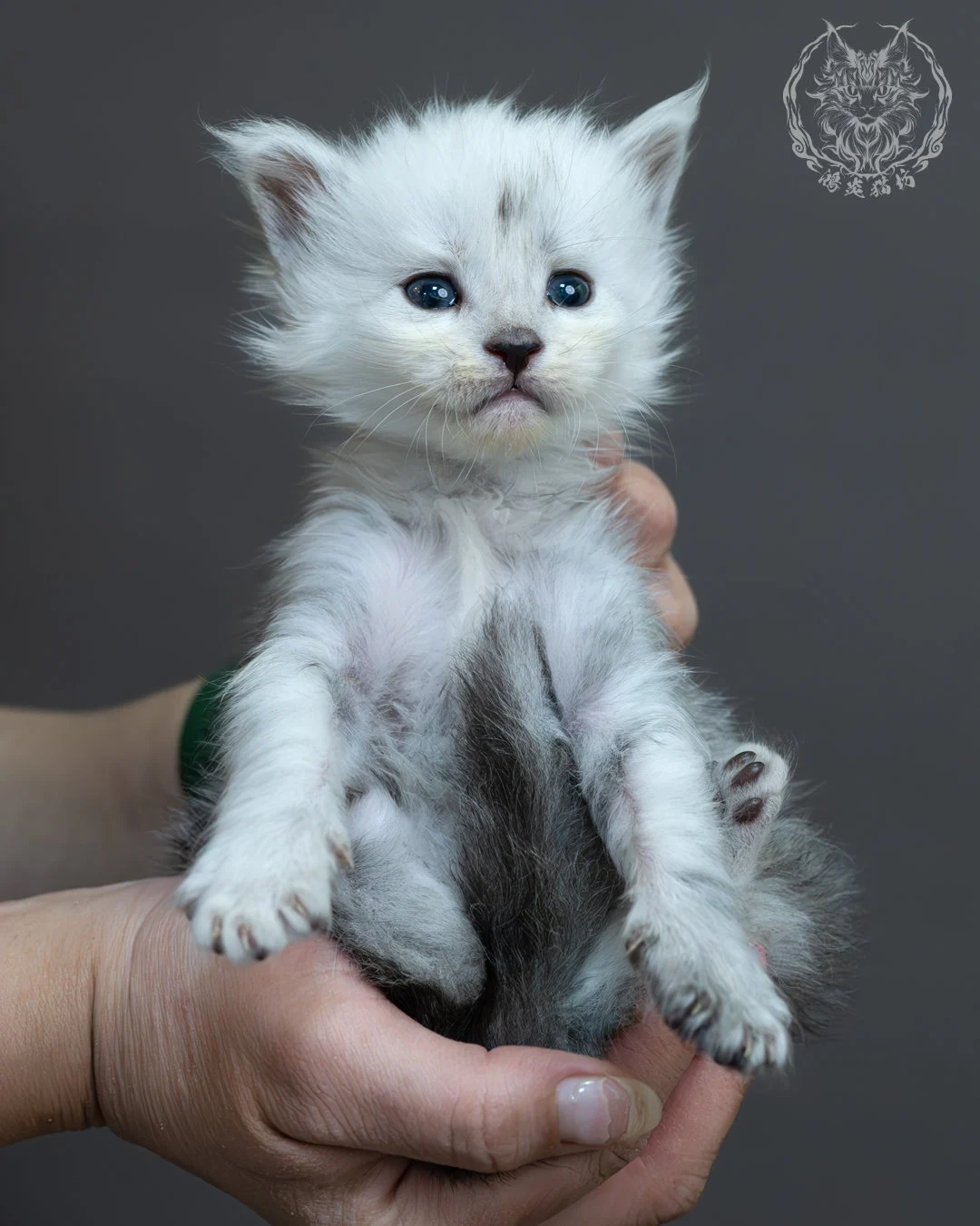 黑高煙緬因貓 16