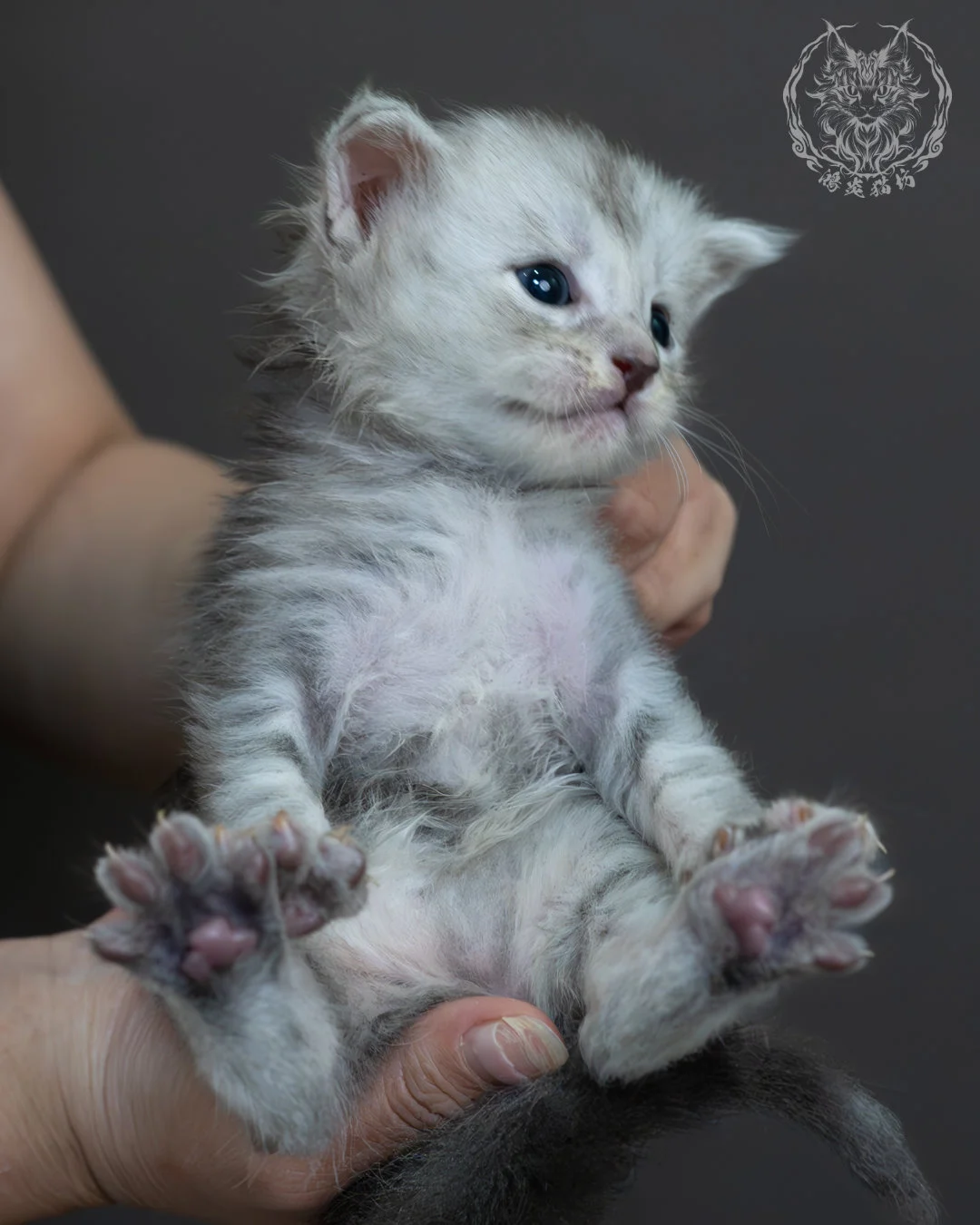 藍銀虎斑緬因貓 8