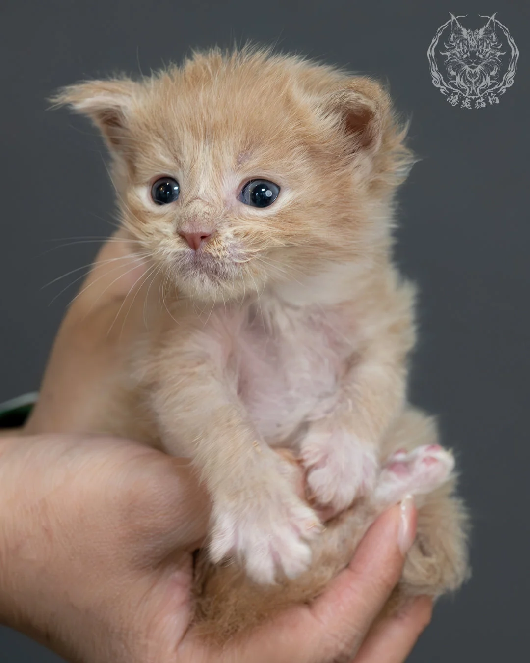 奶油虎斑緬因貓 14