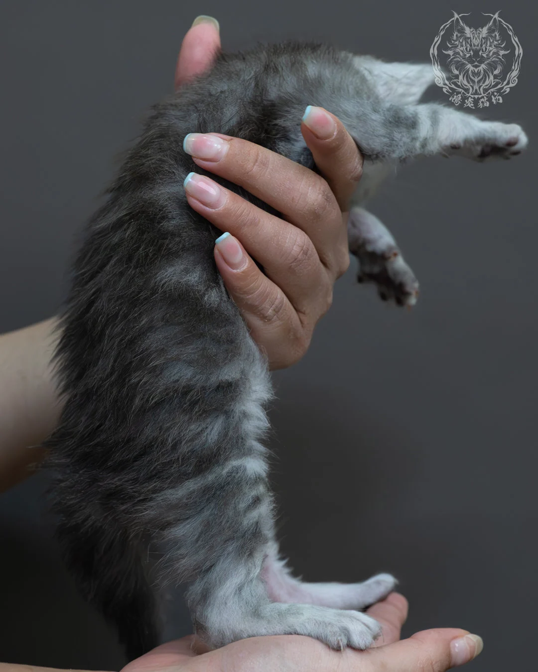 藍銀虎斑緬因貓 6