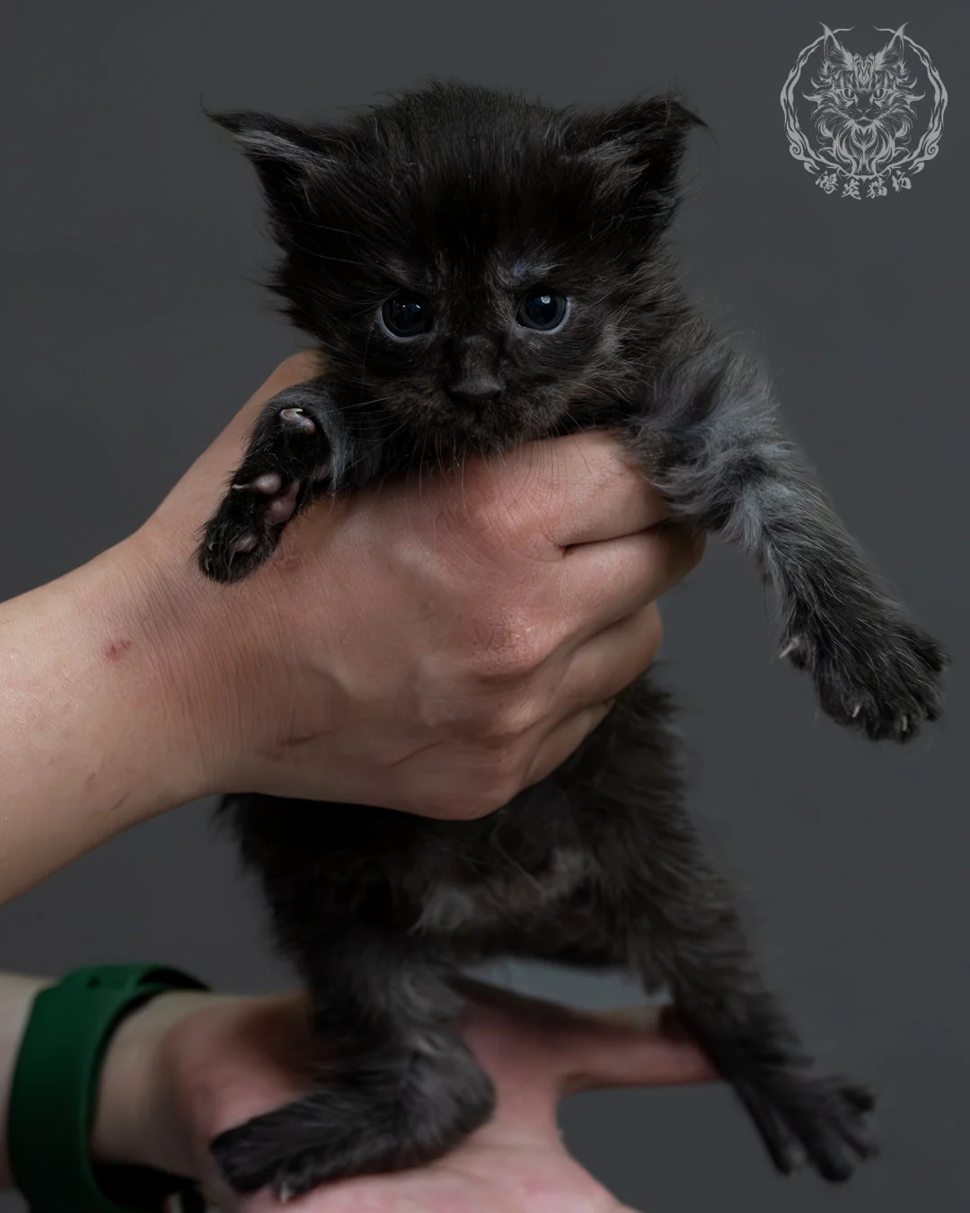 黑煙燻緬因貓 7