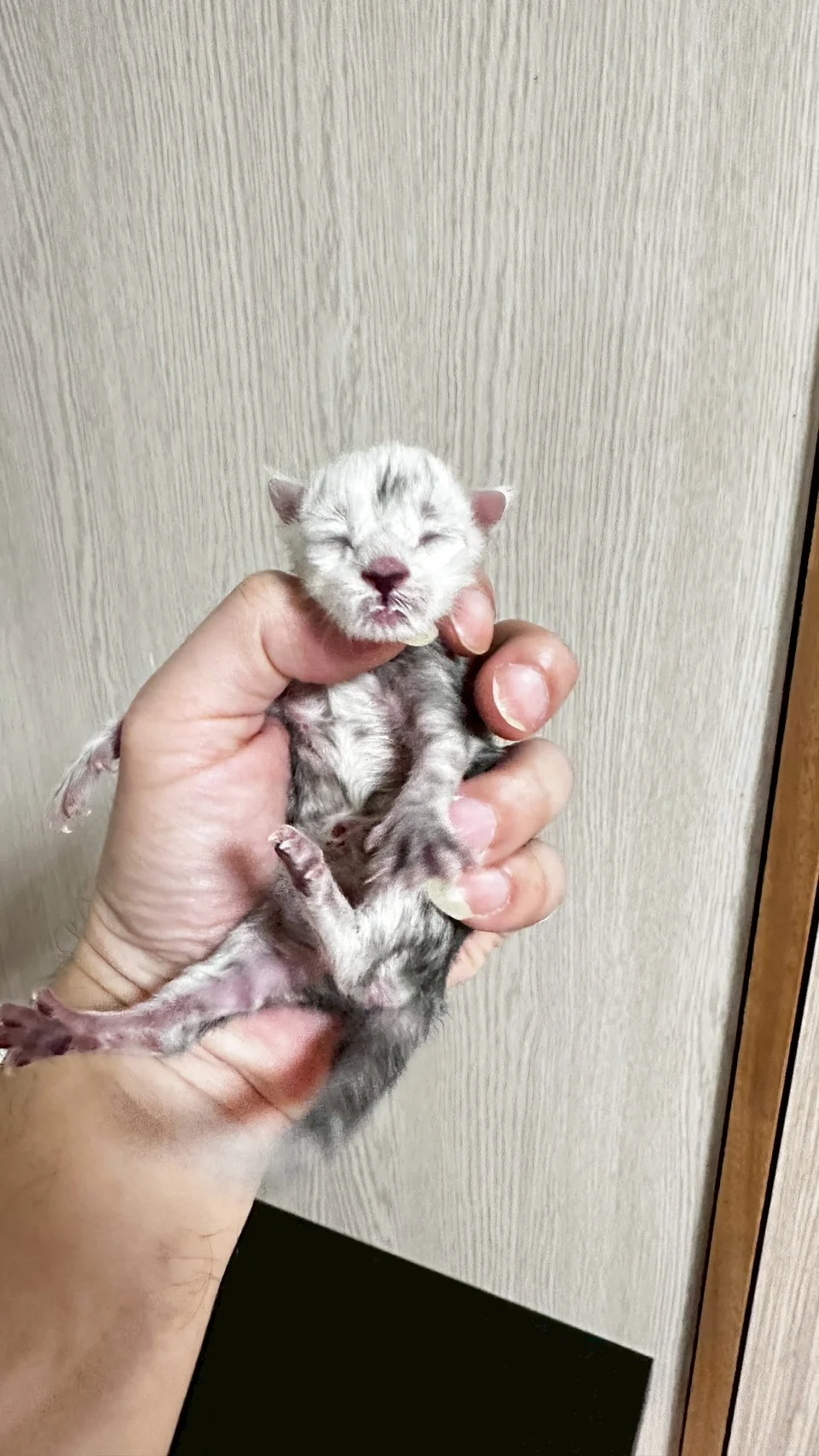 黑高煙緬因貓1天記錄