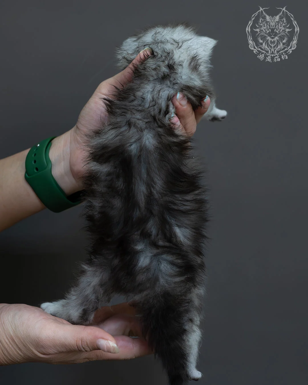 黑銀虎斑緬因貓 5