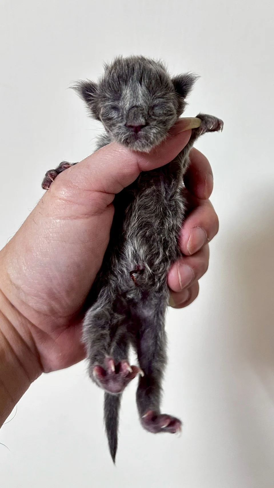 藍煙燻緬因貓1天記錄