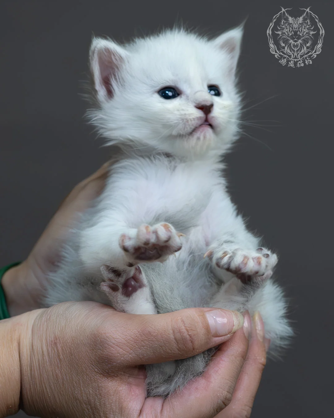 黑銀陰影緬因貓 12