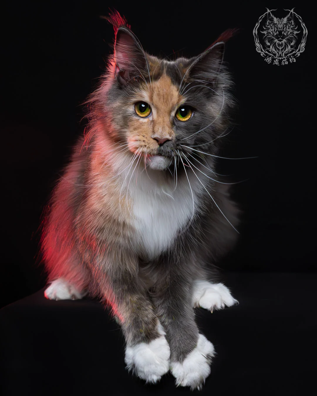 藍乳玳帽緬因貓 9