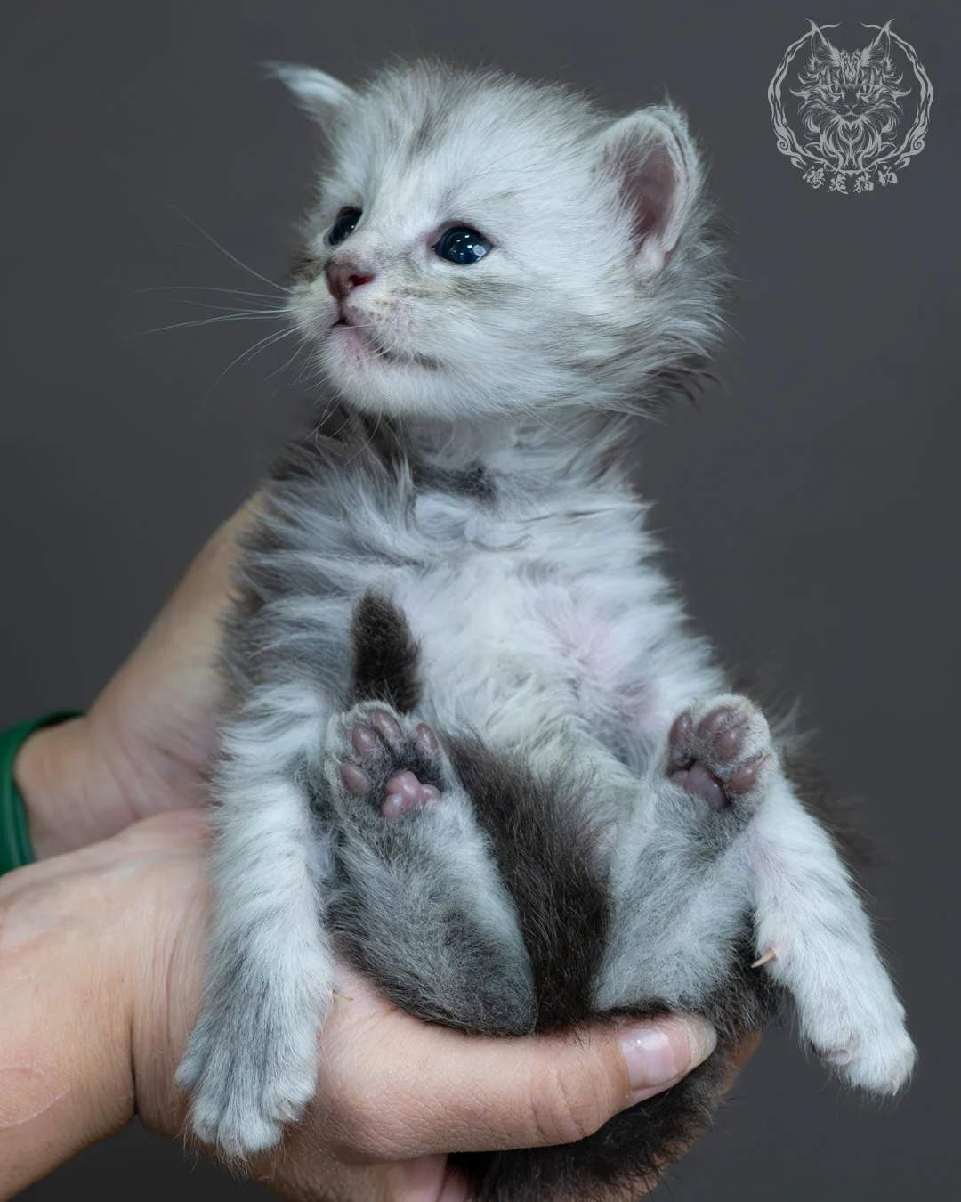 藍銀虎斑緬因貓 9