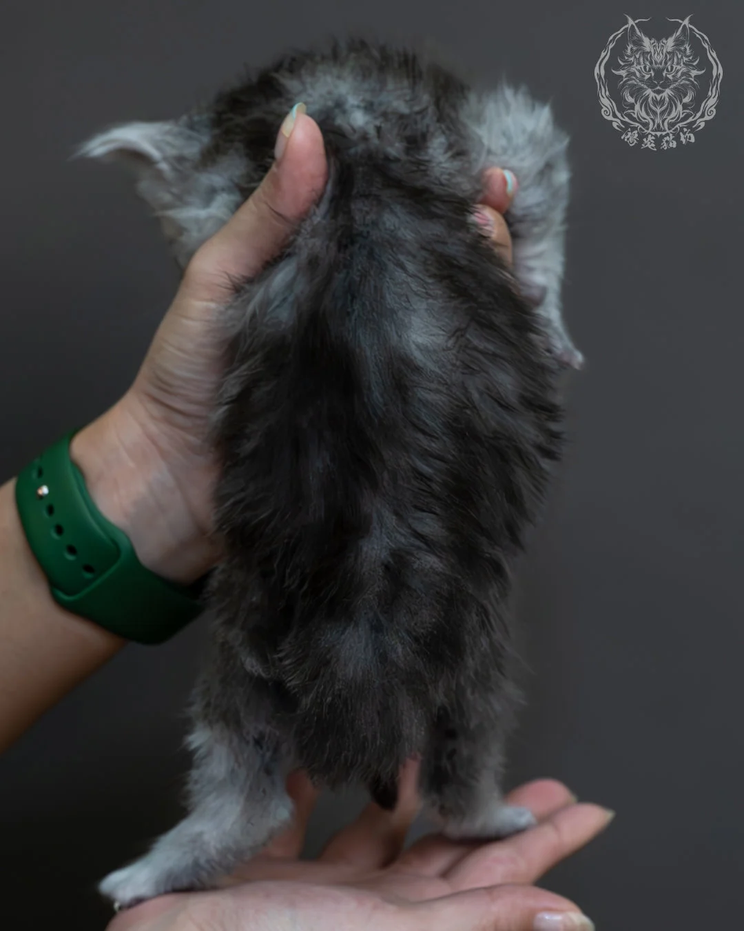 藍銀虎斑緬因貓 6