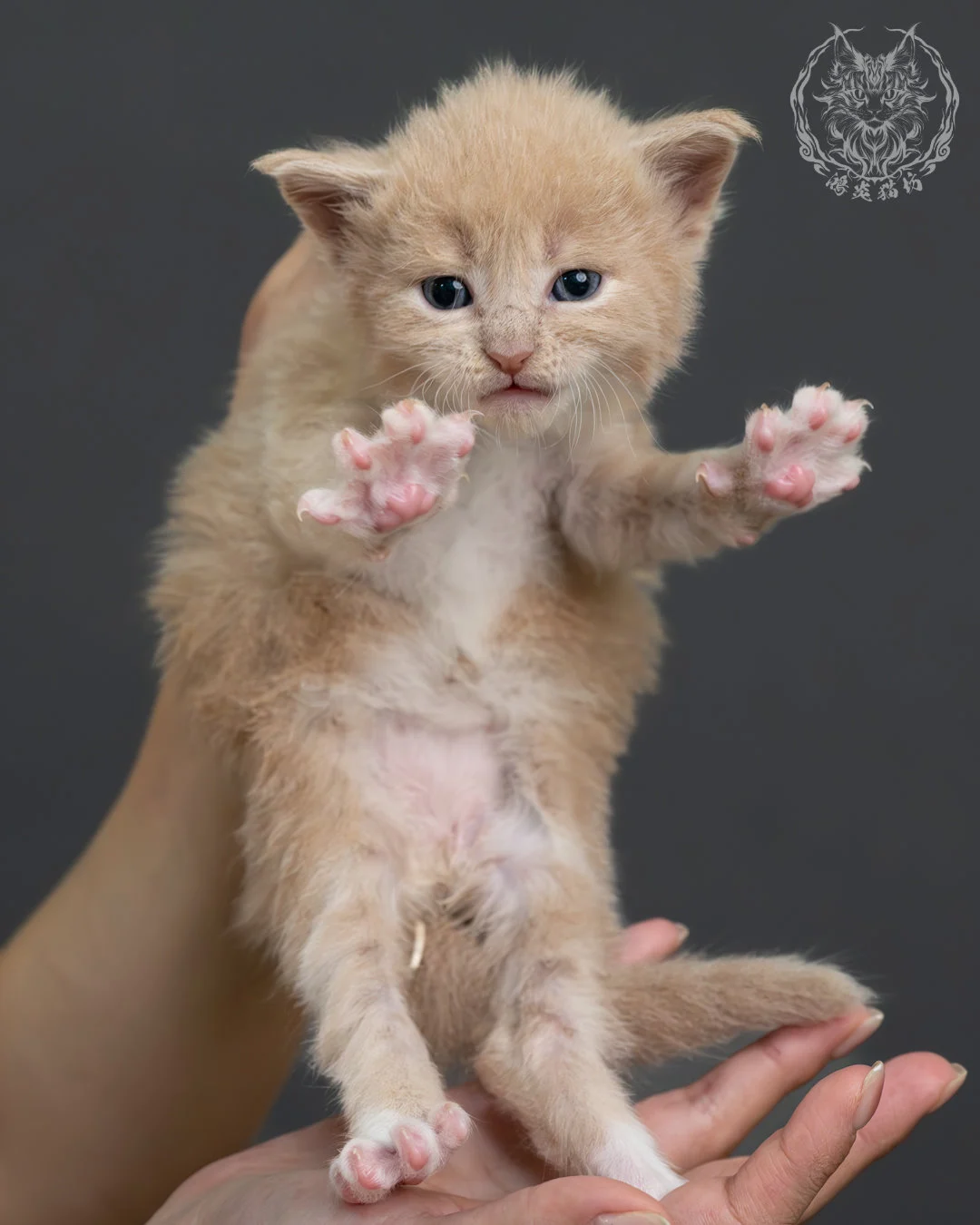 奶油虎斑緬因貓 7