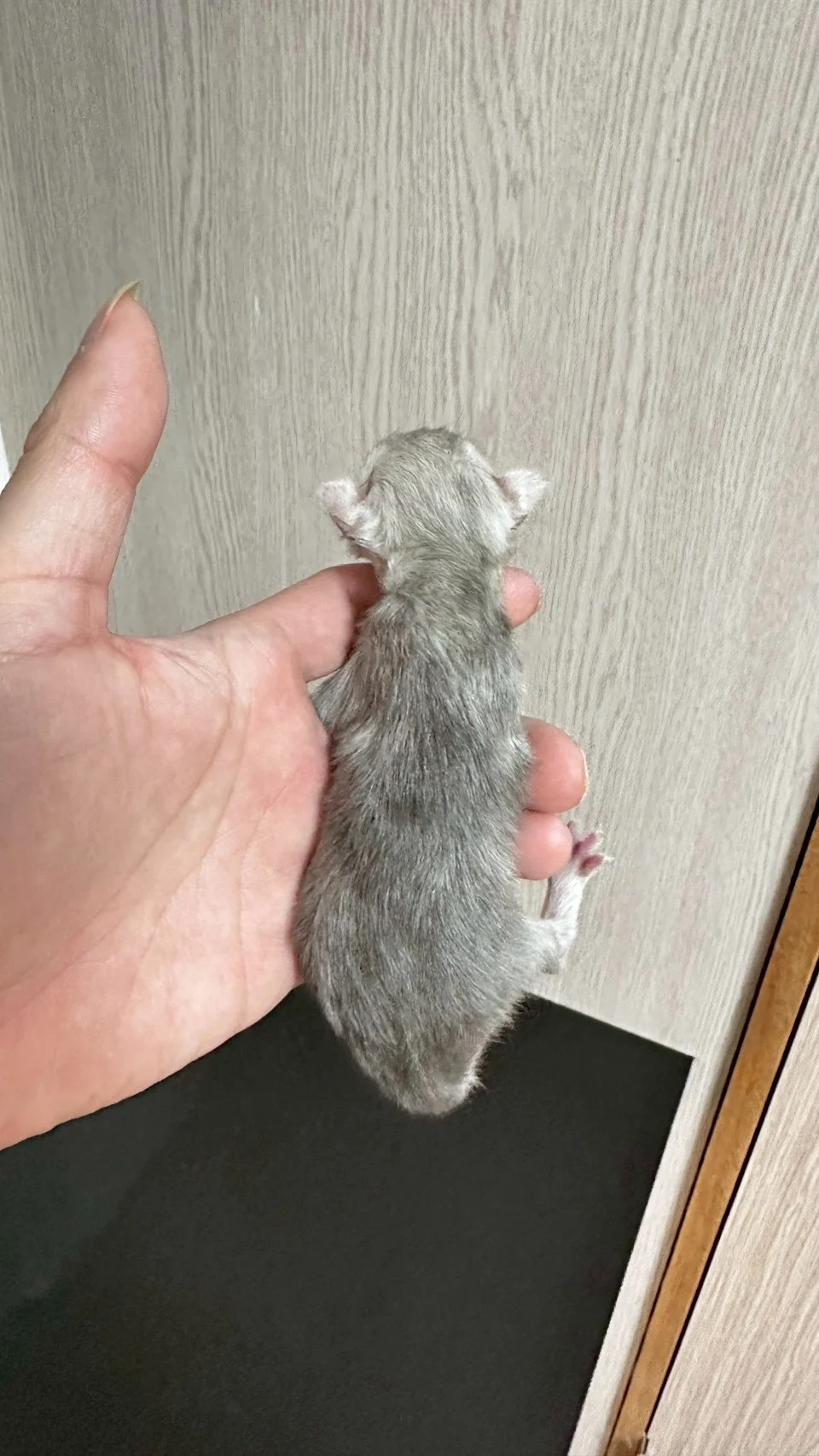 藍銀虎斑緬因貓1天記錄