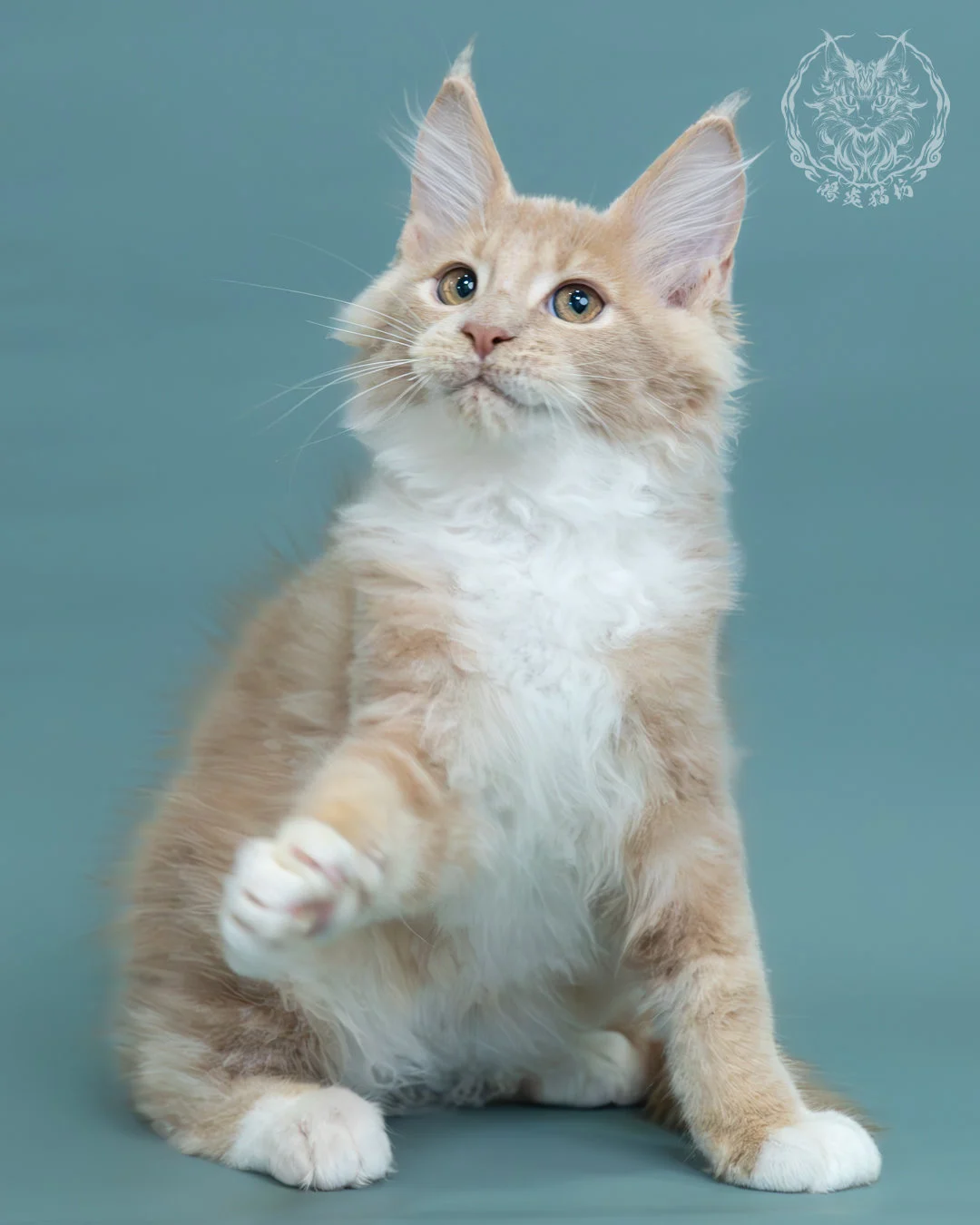 奶油虎斑緬因貓 9