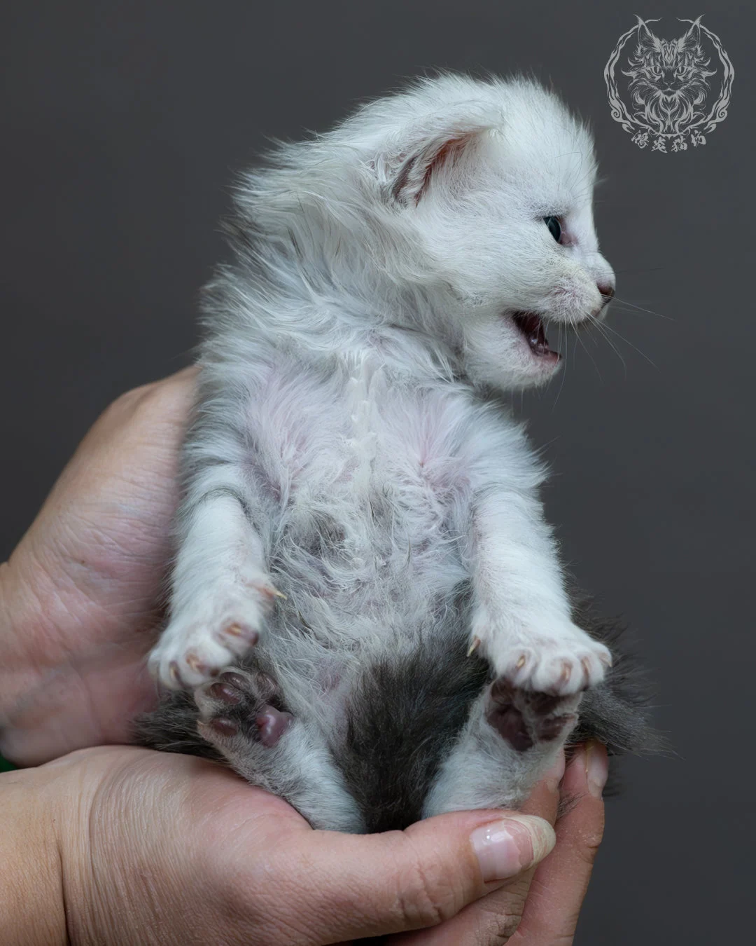 藍銀虎斑緬因貓 17