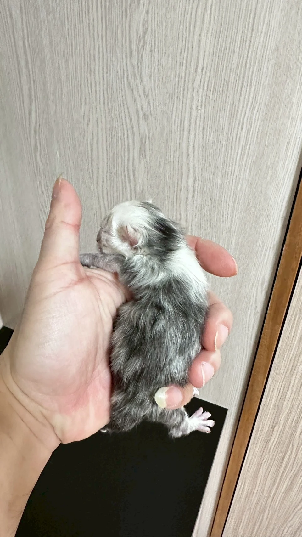 黑高煙緬因貓1天記錄