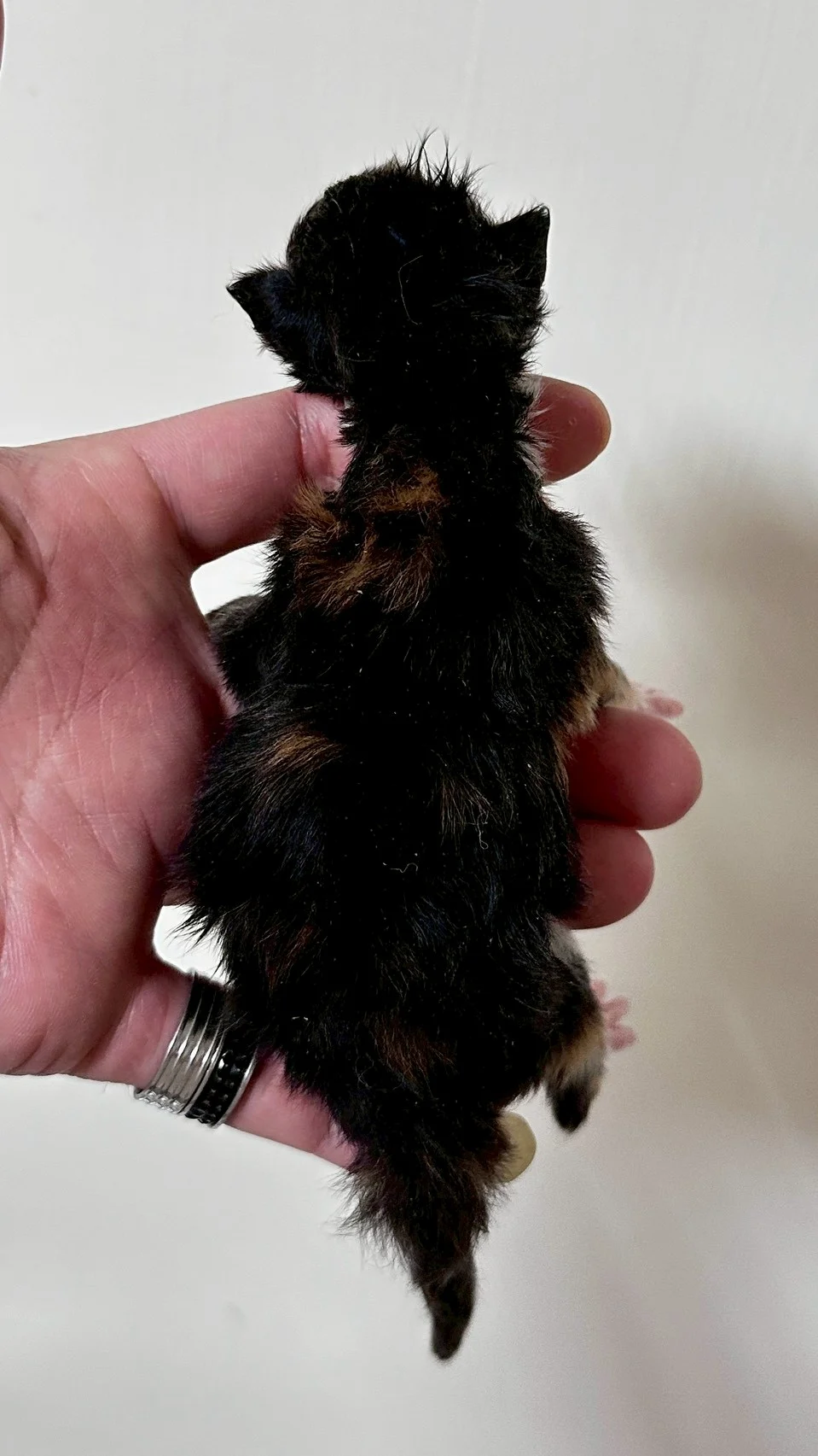 虎斑玳帽緬因貓1天記錄