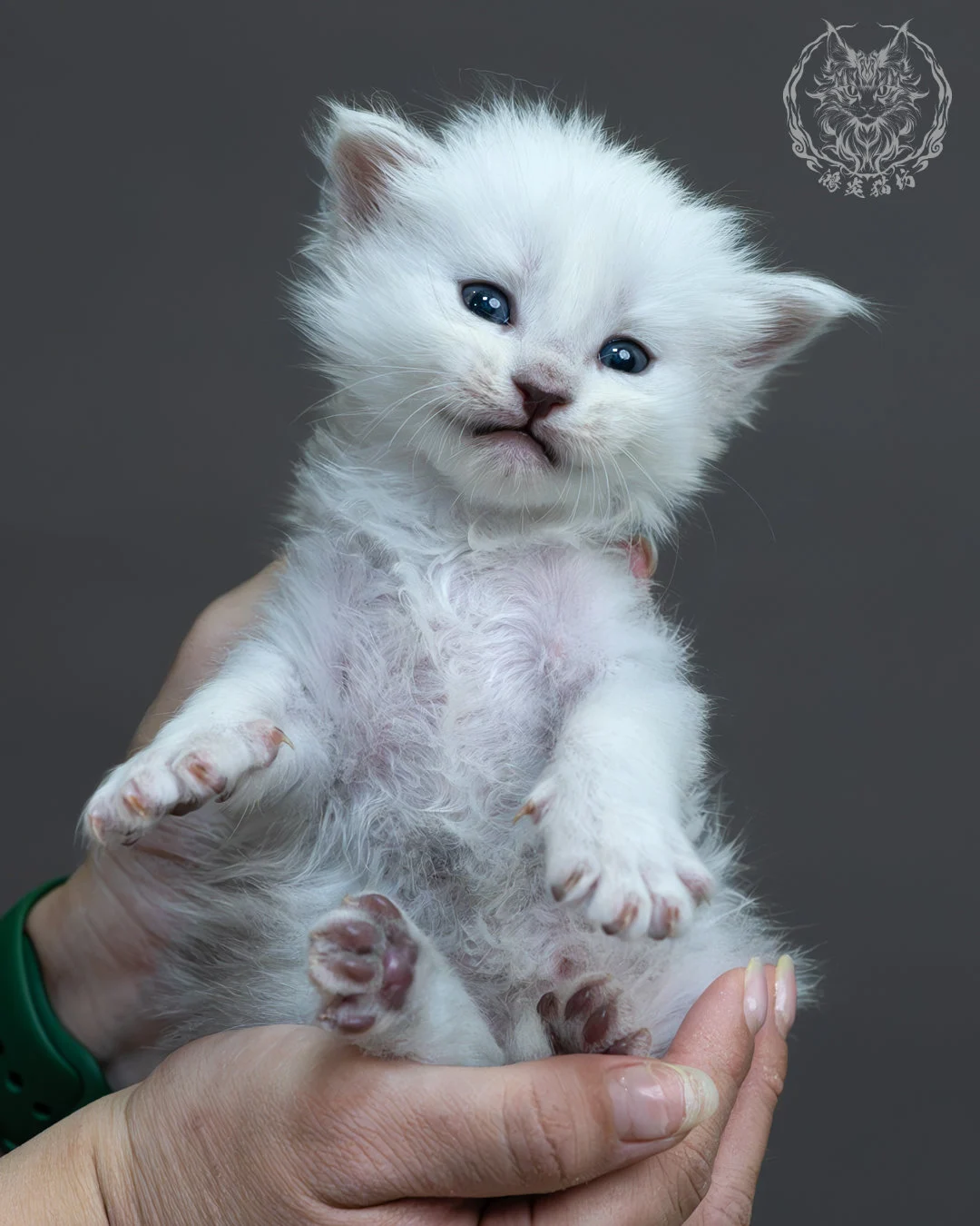 黑銀貝殼緬因貓 7