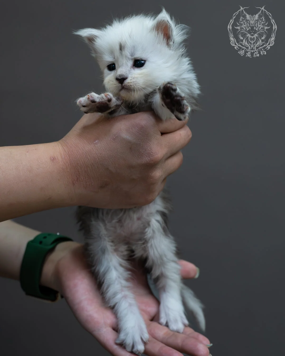 黑高煙緬因貓 8