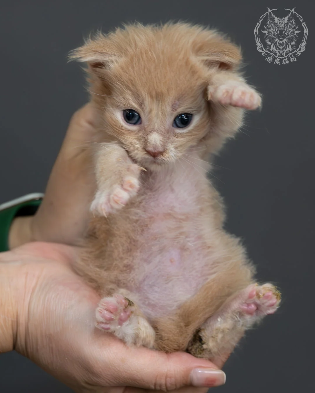 奶油虎斑緬因貓 12