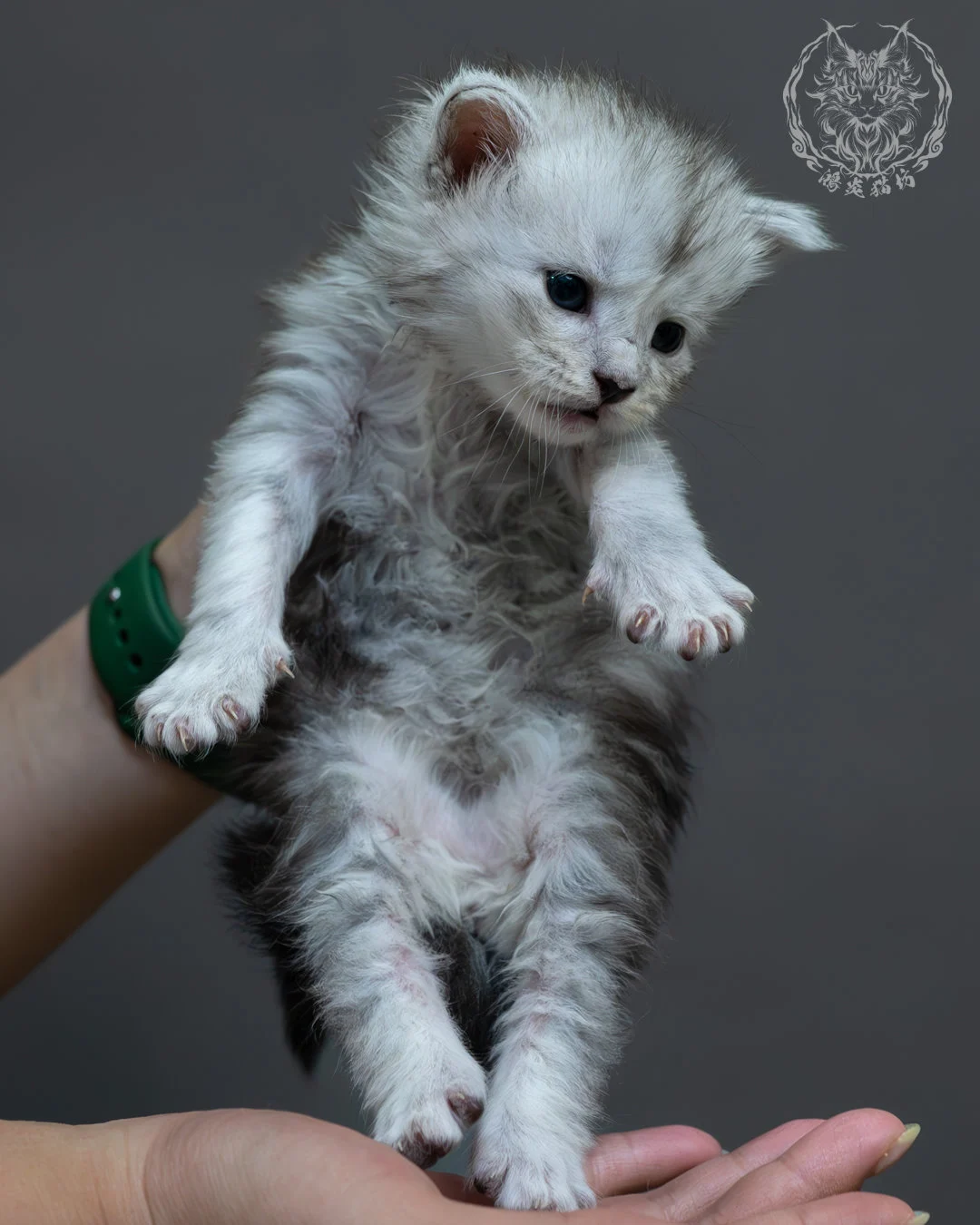 黑銀虎斑緬因貓 2