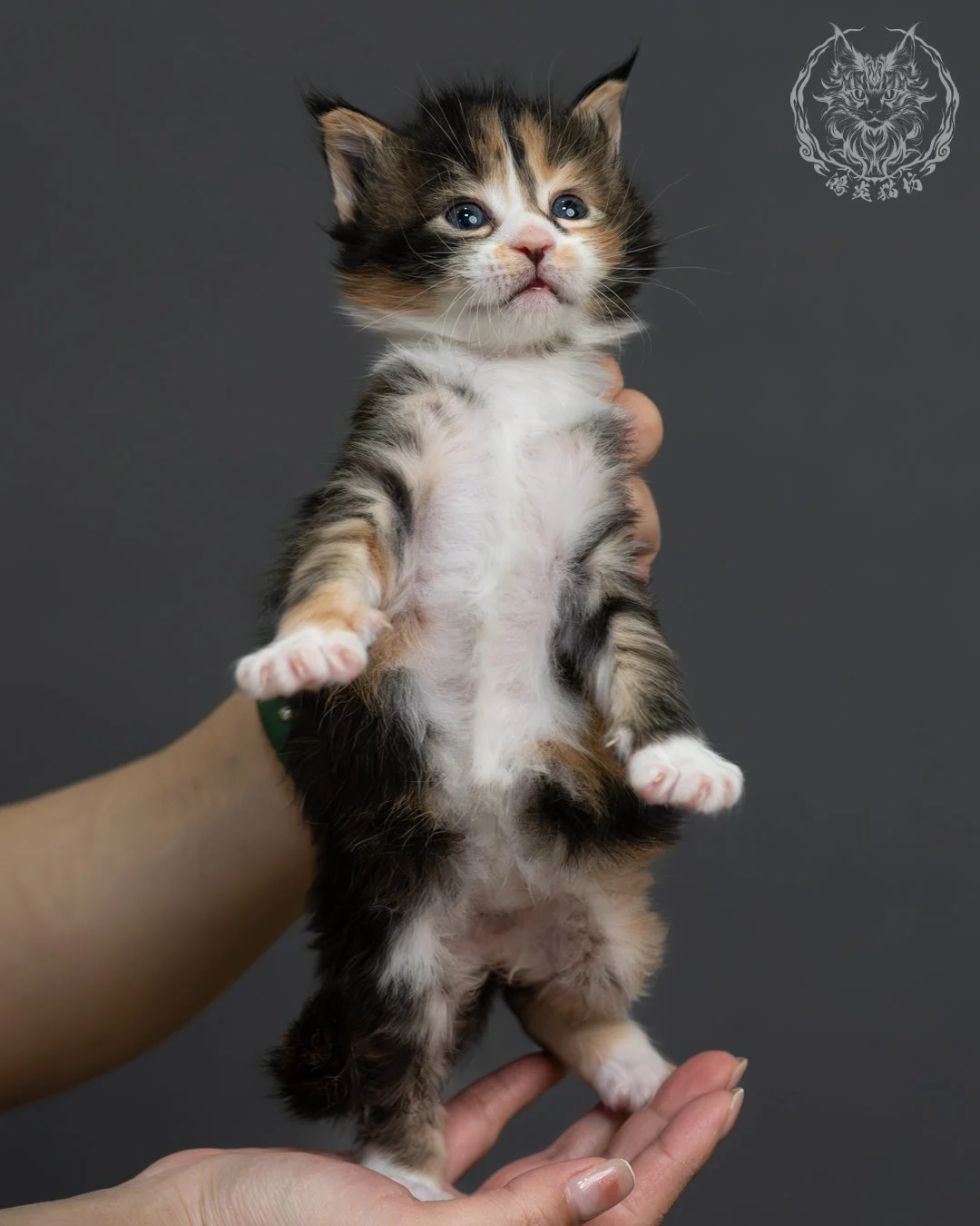 虎斑玳帽緬因貓 2