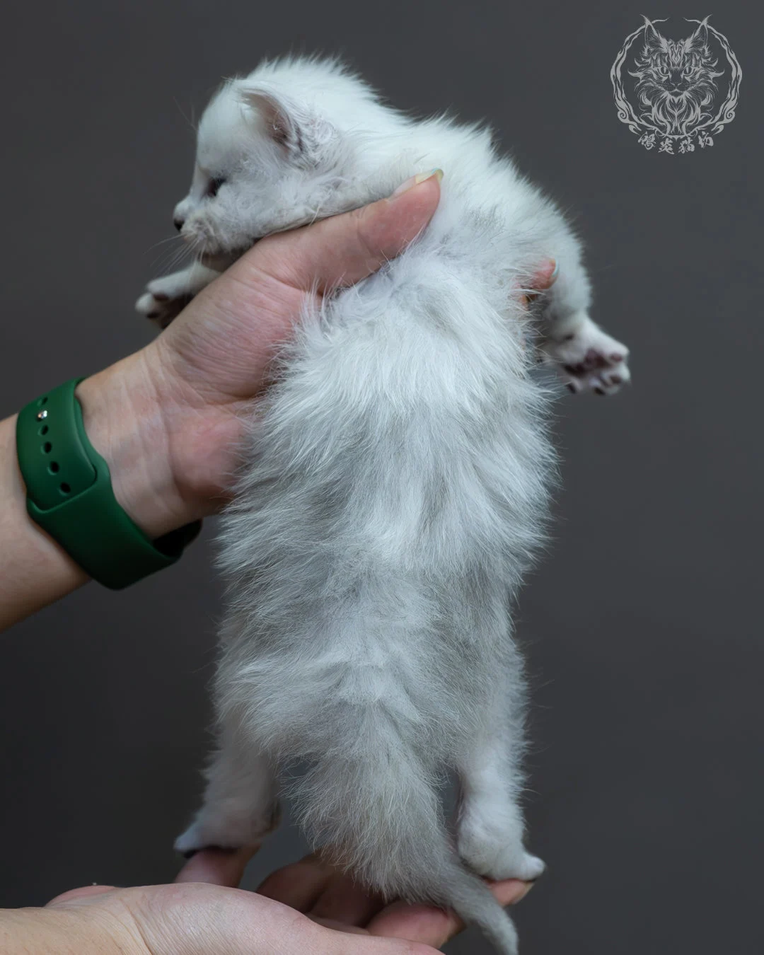 黑銀貝殼緬因貓 6