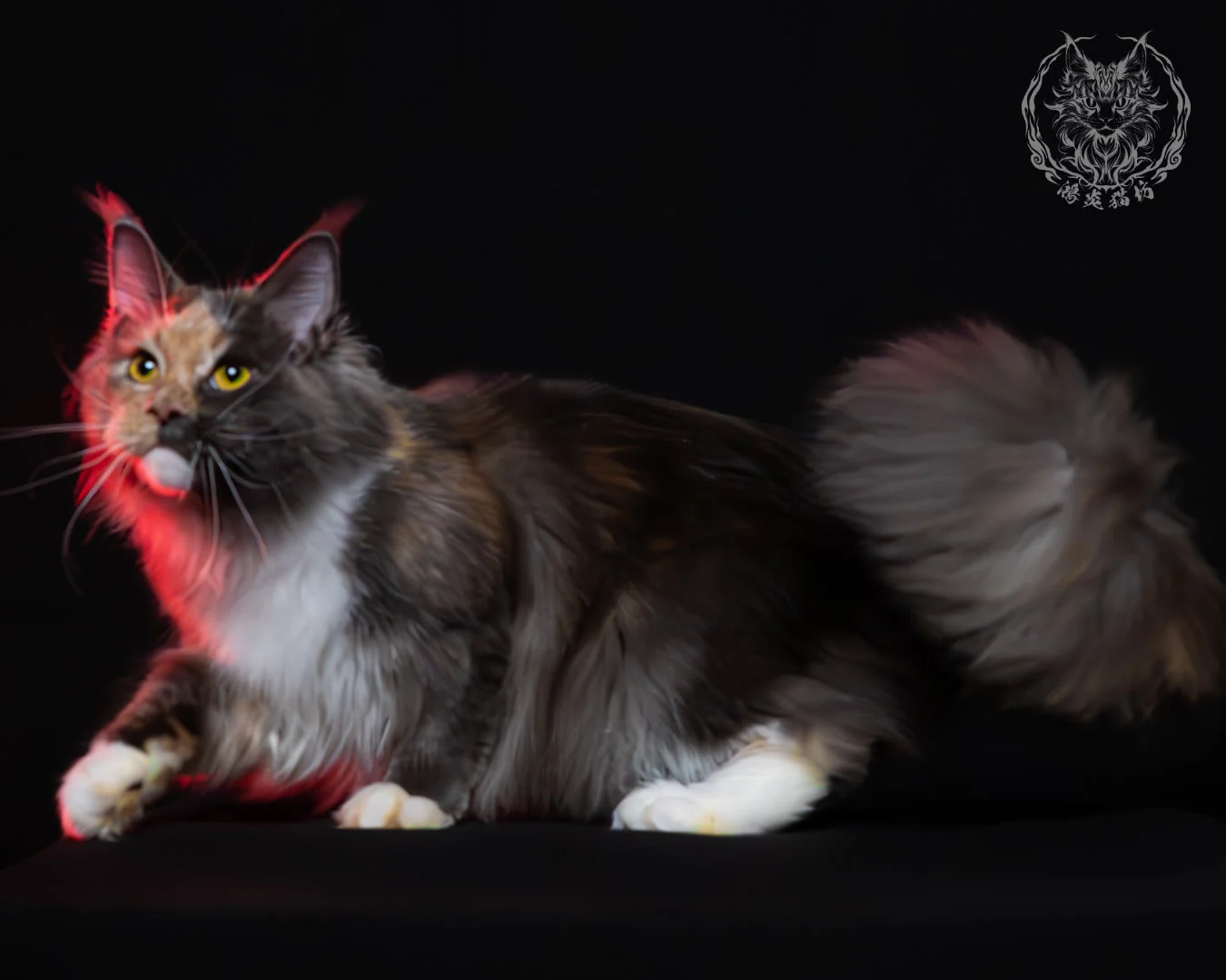 藍乳玳帽緬因貓 20