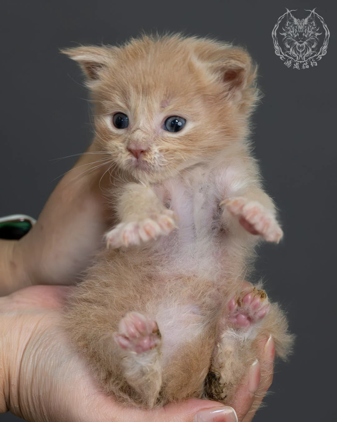 奶油虎斑緬因貓 9