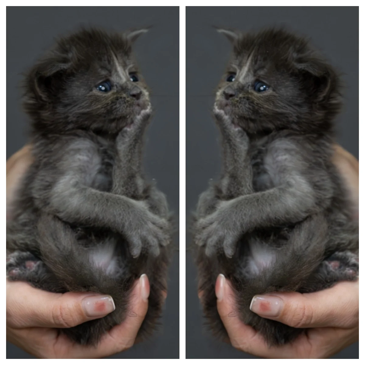 藍煙燻緬因貓4周記錄