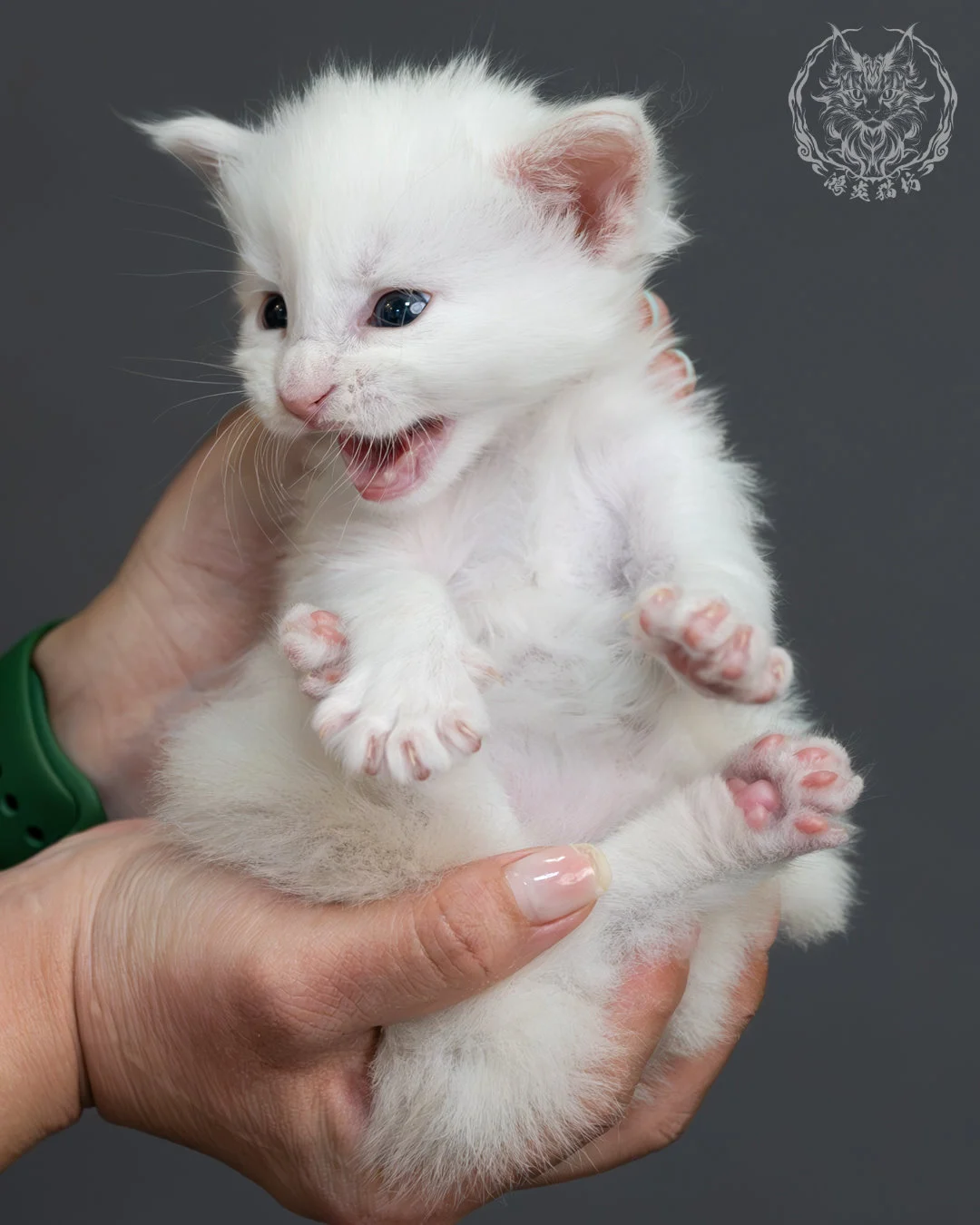 紅銀貝殼色緬因貓 10