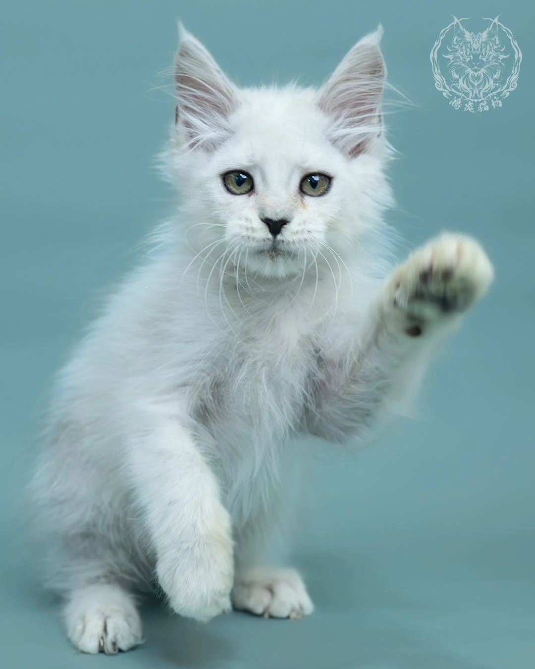 黑銀貝殼色緬因貓 7