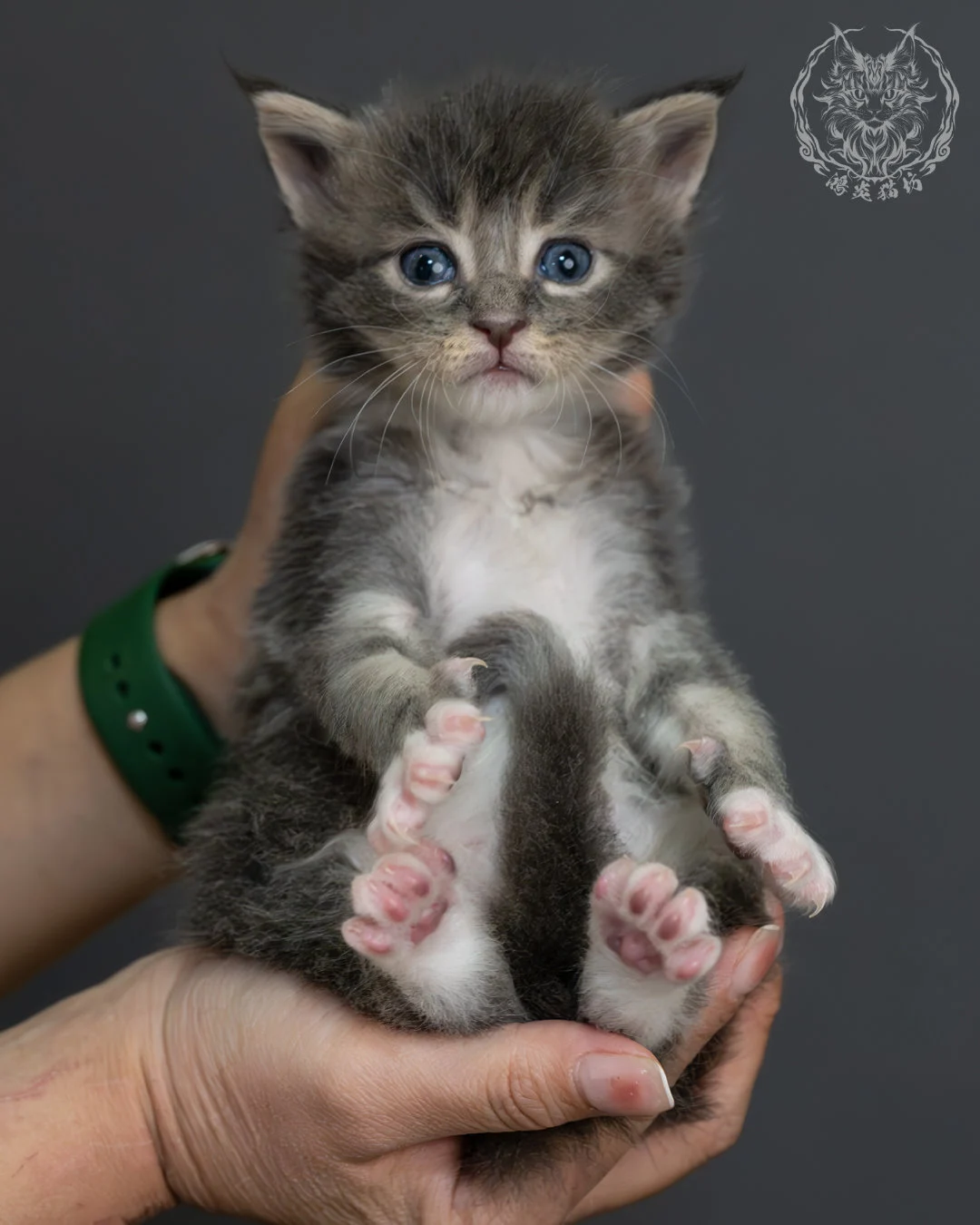 藍虎斑緬因貓 6