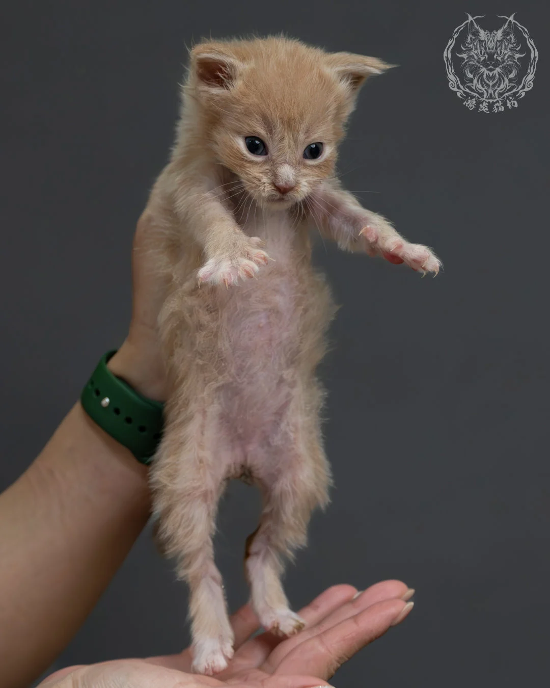 奶油虎斑緬因貓 1