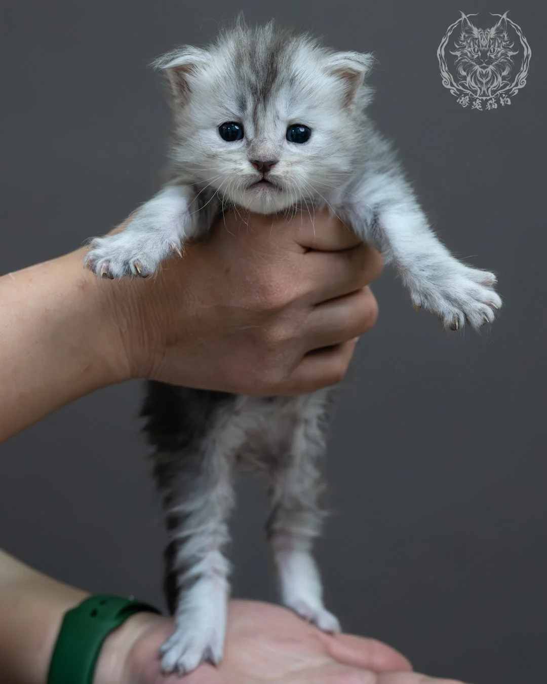 藍銀虎斑緬因貓 7