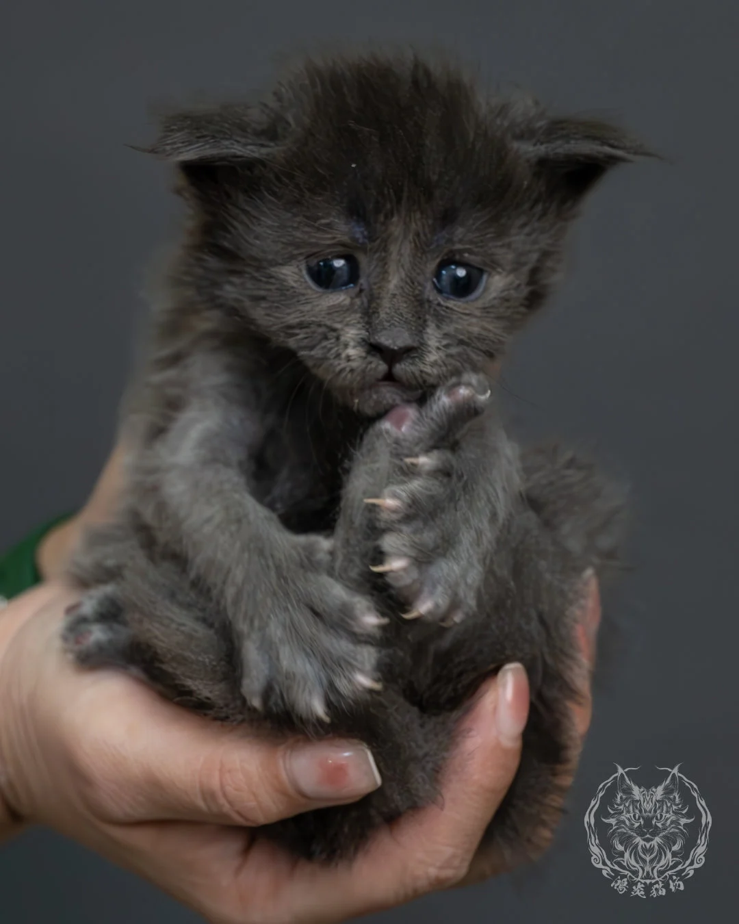 藍煙燻緬因貓 14