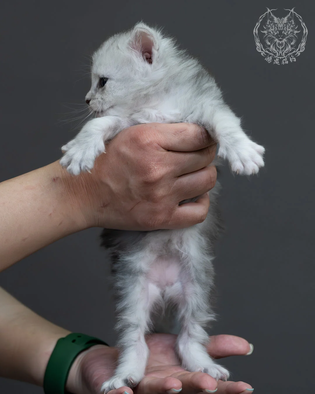 藍銀陰影緬因貓 1